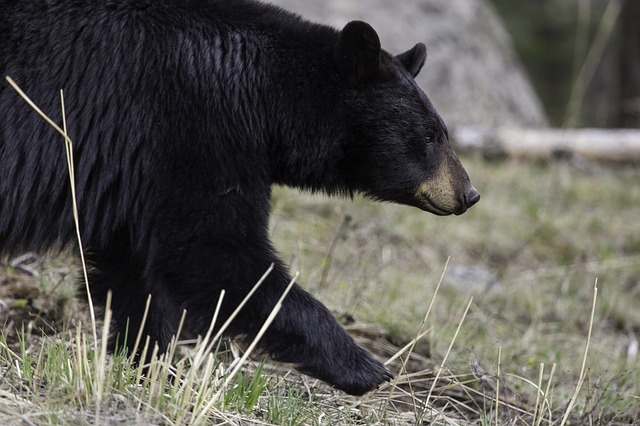 Be Bear Wise!