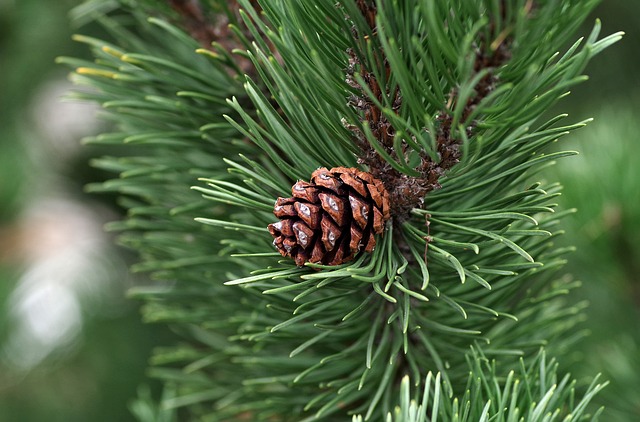 Tree Ordering Deadline is April 15