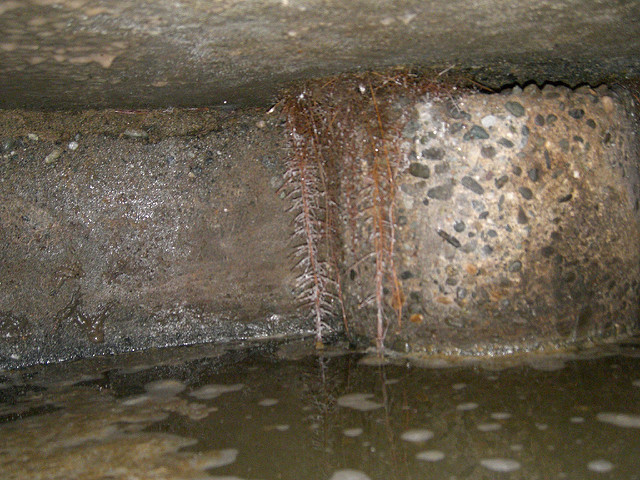 Septic Inspections