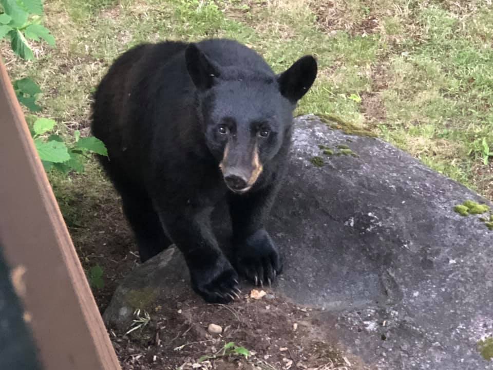 Be Bear Wise and keep your cottage safe from bears