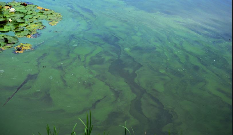 Blue-Green Algae Blooms