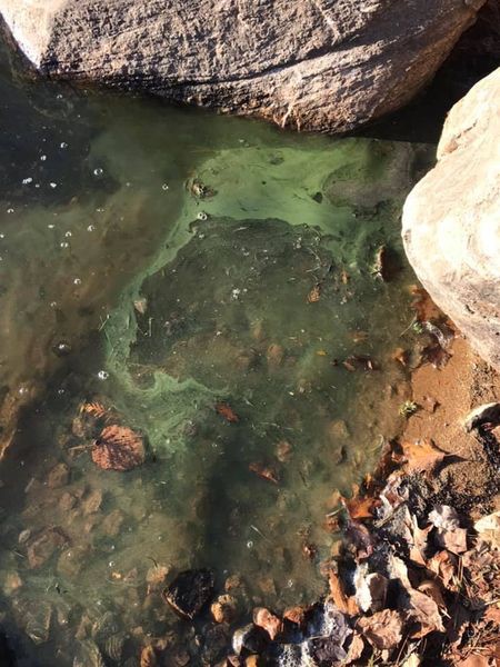 Blue Green Algae Update